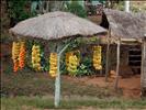 Bananas de Paraguay